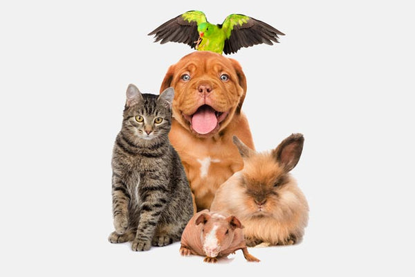 Nice Health Pets Care