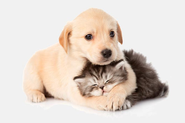 Best Pets Accessories Shop