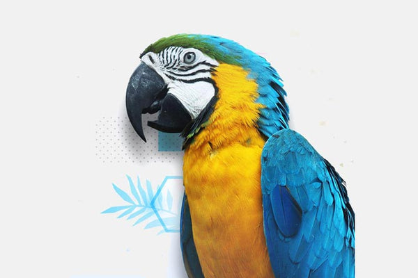 Best Pets Collections Shop